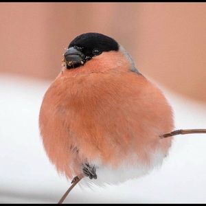 Meet your Posher, Ivy